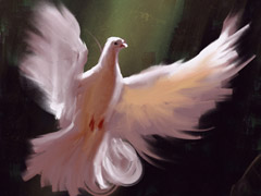 Dove 3 Dove 3