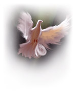 Dove 3 - Soft-Edged