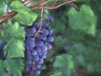 Church Banner of Grapevine