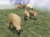 Church Banner of Sheep 2